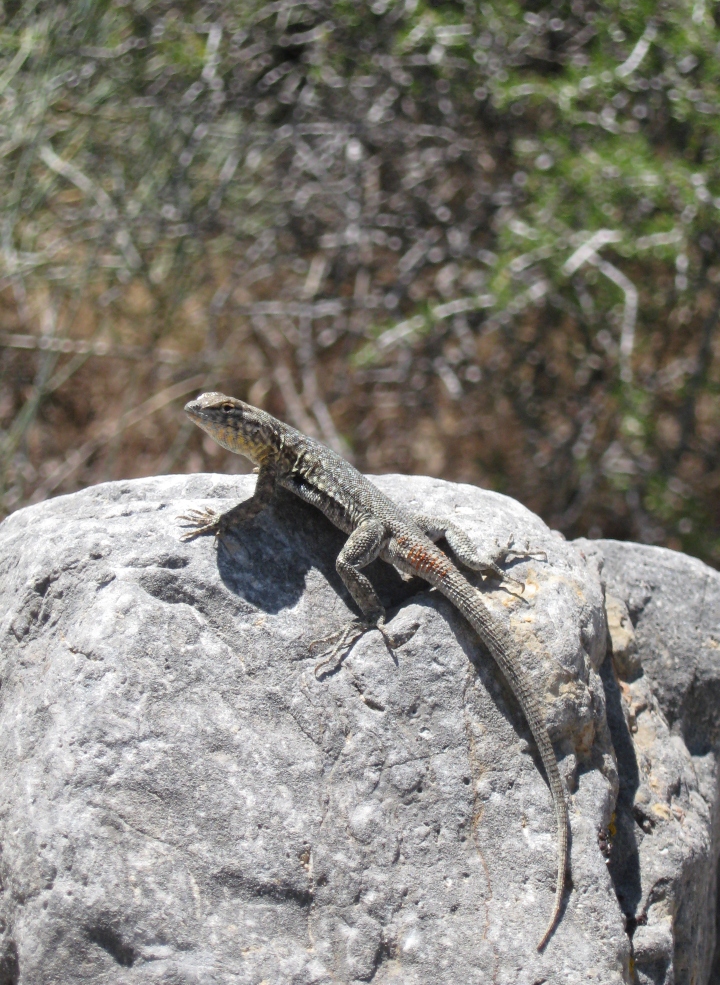 Side-blotched Lizard
